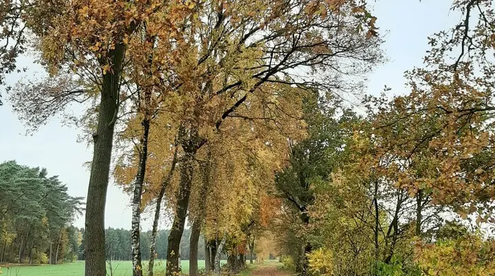 Wanderweg um Kirchseelte mit herbstlichen Bäumen gesäumt | © Beate Straube